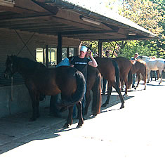 paarden